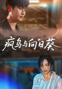 疯鸟与向日葵高清播放