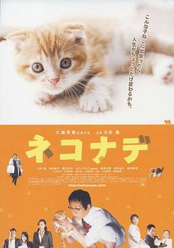 小猫奇缘