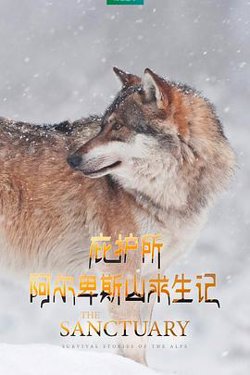 庇护所：阿尔卑斯山求生记在线观看