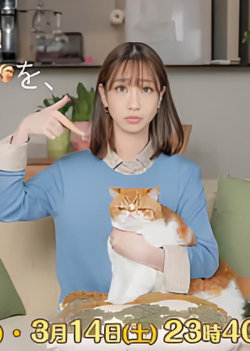 我收留了前男友的猫高清播放