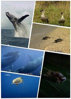 野性夏威夷高清播放