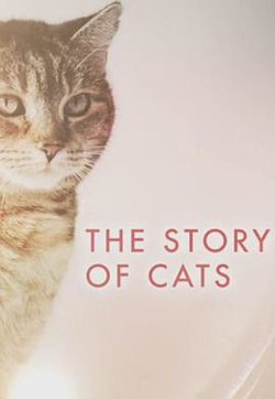 猫科动物的故事高清播放