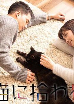 被流浪猫捡到的男人高清播放