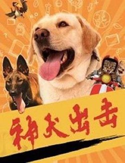 神犬出击高清播放