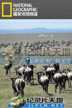 动物大迁徙高清播放