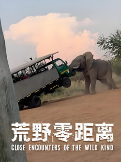 荒野零距离高清播放