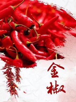 金椒高清播放