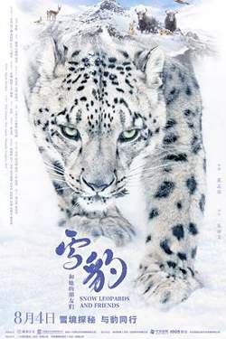 雪豹和她的朋友们[预告片]在线观看