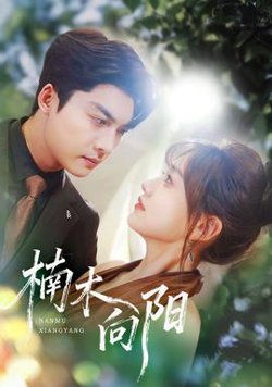 楠木向阳在线观看