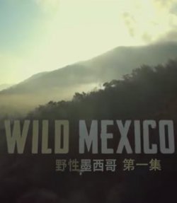 野性墨西哥高清播放
