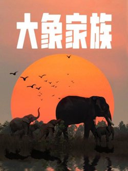 大象家族高清播放