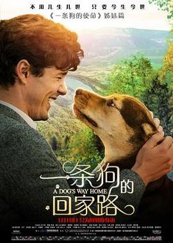 一条狗的回家路高清播放