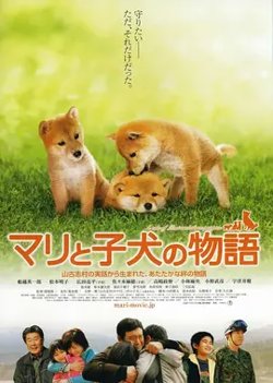 爱犬的奇迹【影视解说】在线观看