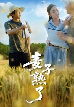 麦子熟了高清播放