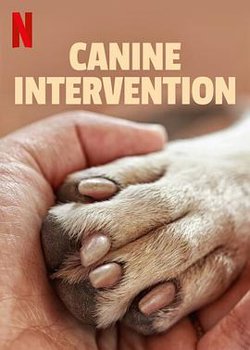 犬类干预在线观看