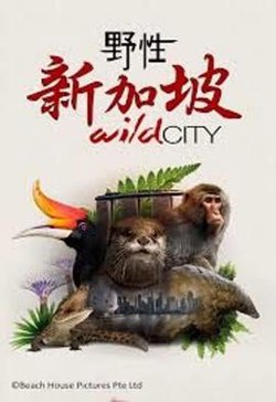 野性新加坡在线观看