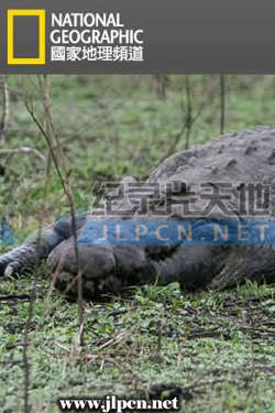 鳄鱼短片:鳄鱼的黑暗面高清播放