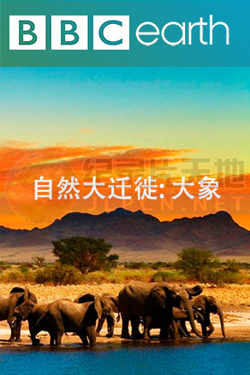自然大迁徙高清播放
