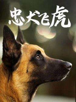 忠犬飞虎高清播放