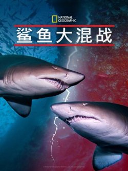 鲨鱼大混战在线观看