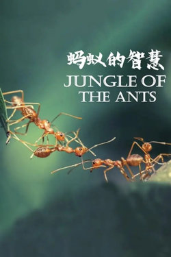 蚂蚁的智慧在线观看