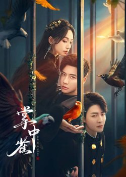 掌中雀在线观看