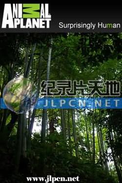 竹子开花的恶兆在线观看