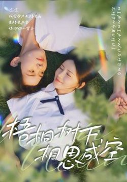 梧桐树下，相思成空高清播放