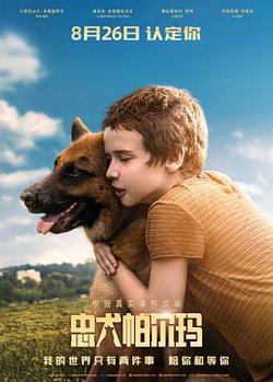 忠犬帕尔玛国语高清播放