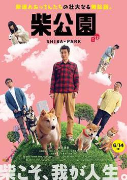 柴犬公园高清播放