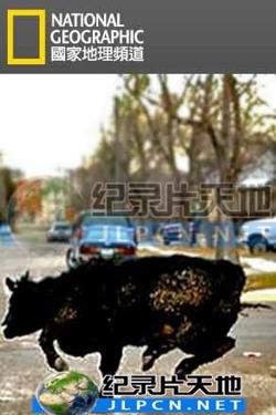 动物大暴走高清播放