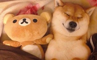 小柴犬对破玩具呜呜哀怨,戏太足了免费的网站WWW/大全百度搜索