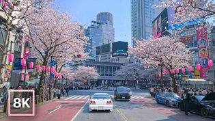8K东京樱花街道驾驶，疗愈钢琴与环境音哔哩哔哩高清免费观看老狼电影在线观看